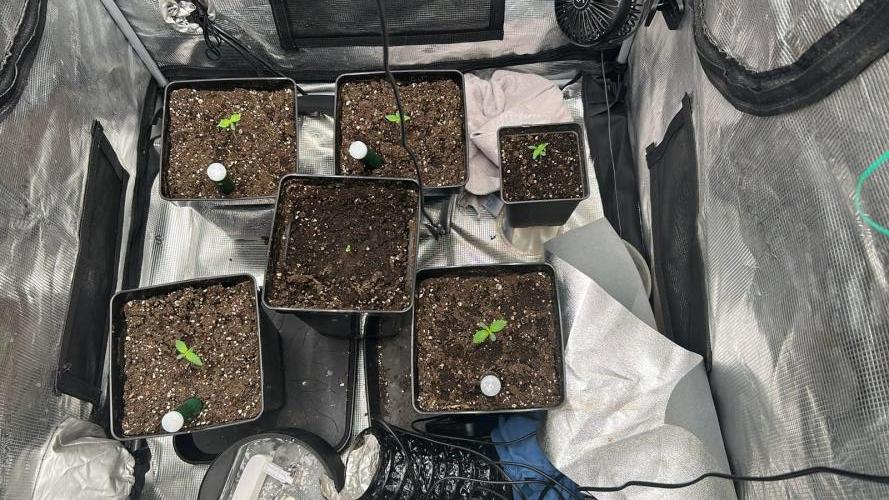 420budsッMix Pack Auto RF3ッ stayhigh420 ッ. Week 2 - 29.5
