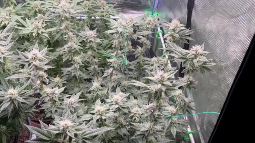 🍋🍒🍦Lemon Cherry Gelato🍋🍒