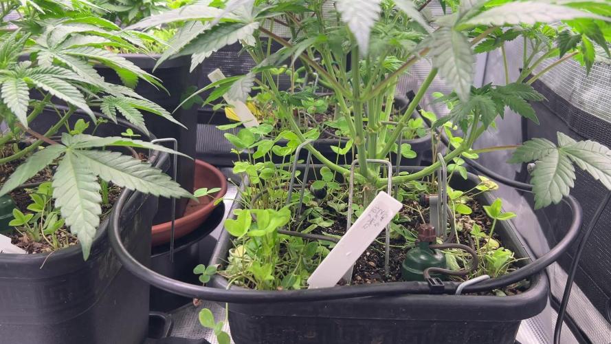 420 Grow
