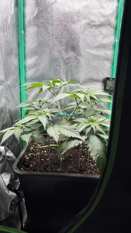 stayhighッ #420 ッ. Week 5 - 6.11