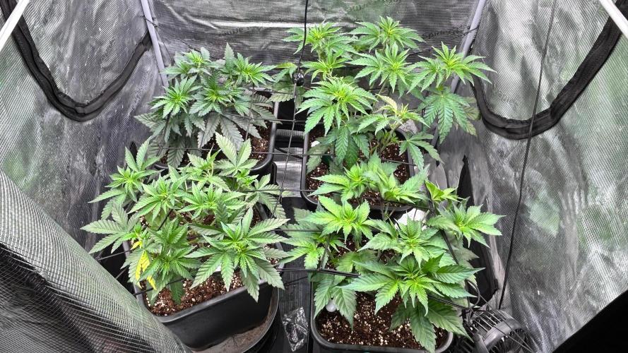 stayhighッ #420 ッ. Week 5 - 6.11