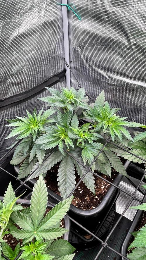 stayhighッ #420 ッ. Week 5 - 6.11