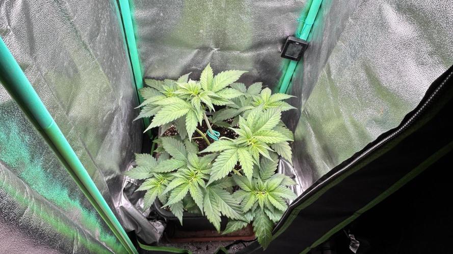 stayhighッ #420 ッ. Week 5 - 6.11