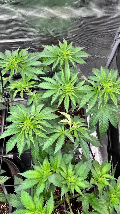 stayhighッ #420 ッ. Week 5 - 6.11