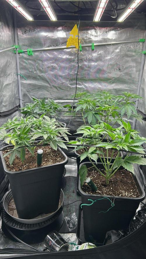 stayhighッ #420 ッ. Week 5 - 6.11