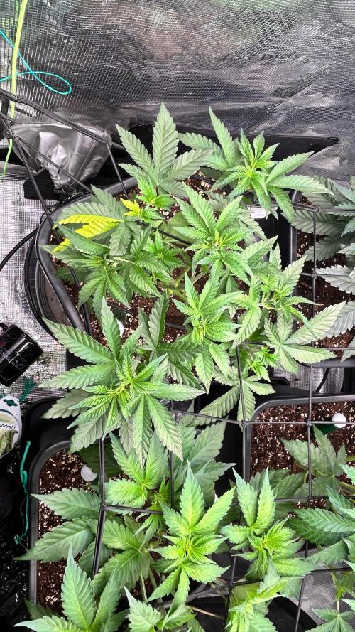 stayhighッ #420 ッ. Week 5 - 6.11