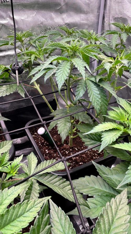 stayhighッ #420 ッ. Week 5 - 6.11