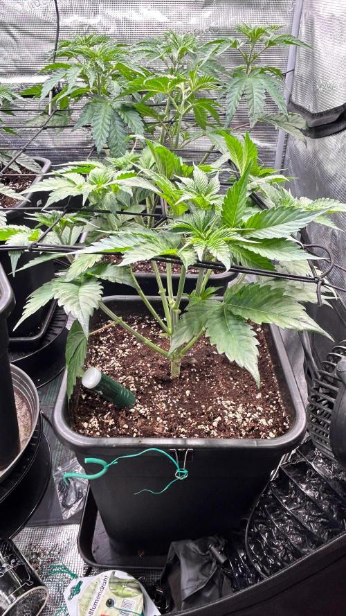 stayhighッ #420 ッ. Week 5 - 6.11