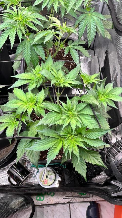 stayhighッ #420 ッ. Week 5 - 6.11