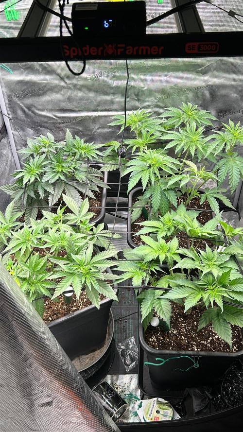 stayhighッ #420 ッ. Week 5 - 6.11