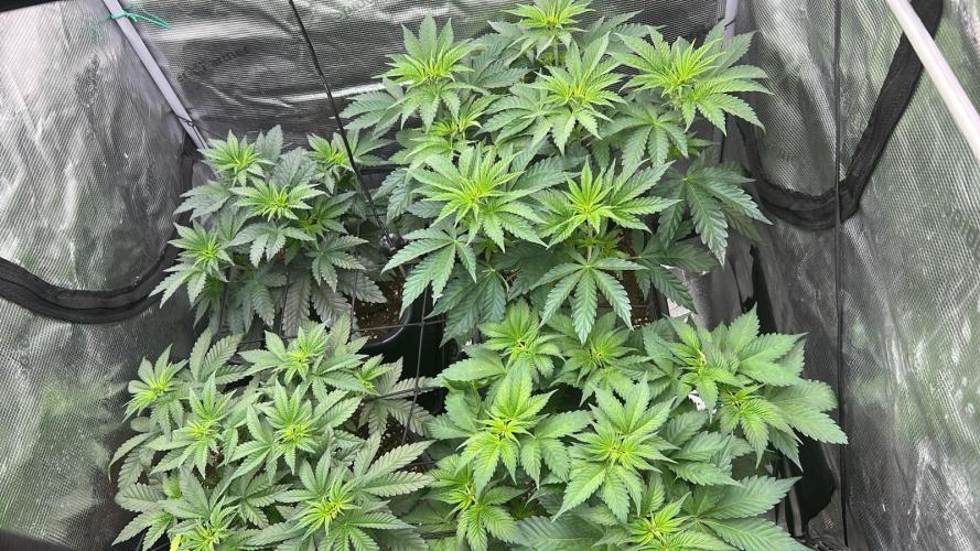 stayhighッ #420 ッ. Week 6 - 8.11