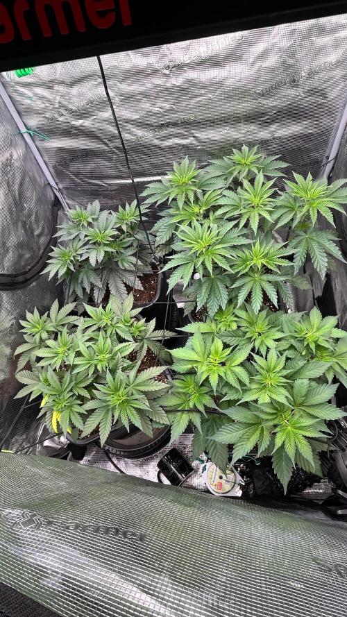 stayhighッ #420 ッ. Week 6 - 7.11