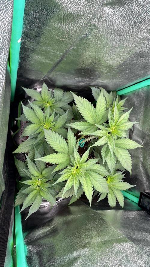 stayhighッ #420 ッ. Week 6 - 7.11