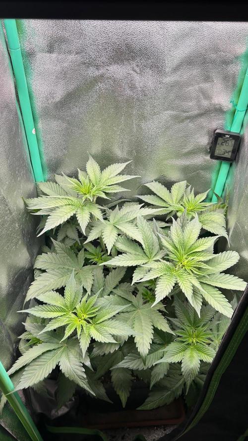 stayhighッ #420 ッ. Week 6 - Cherry Poppers #2 

12.11