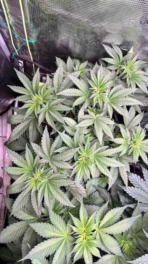 stayhighッ #420 ッ. Week 6 - White Gorilla Haze

12.11