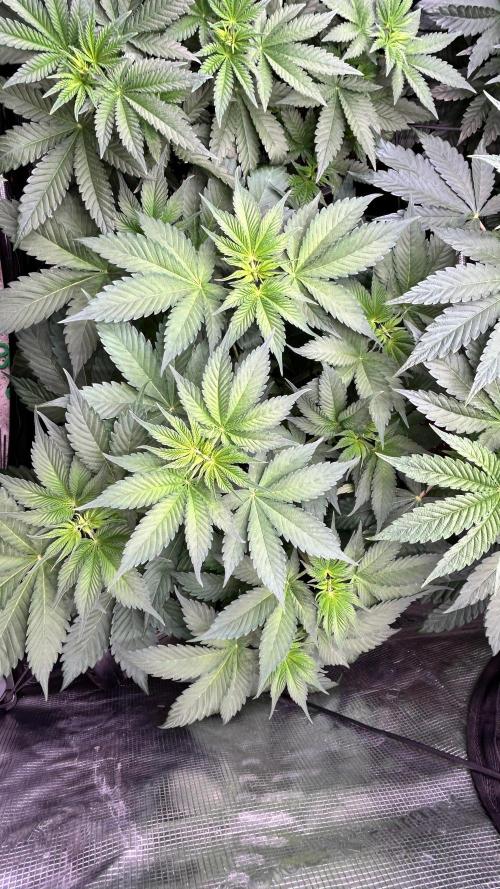 stayhighッ #420 ッ. Week 6 - Cherry Poppers #1

12.11