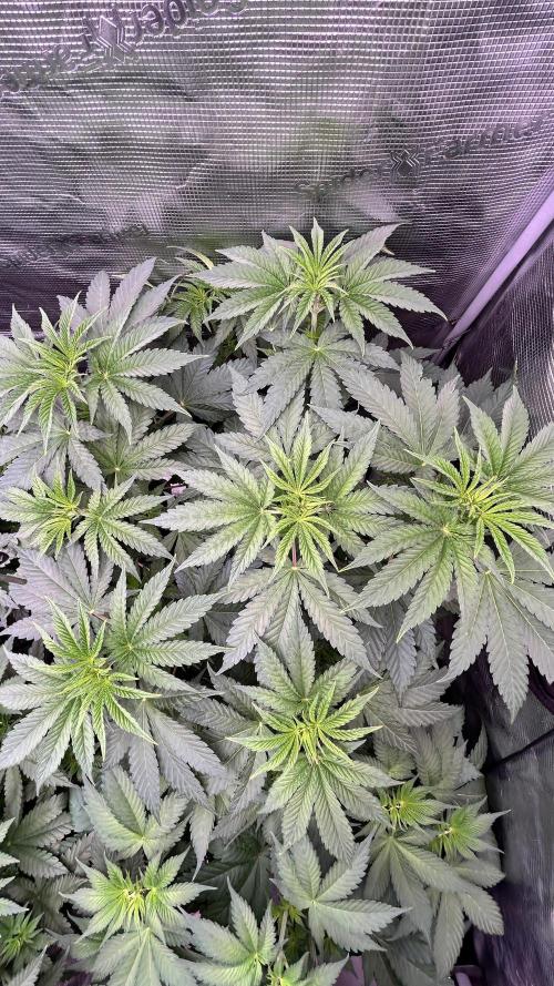 stayhighッ #420 ッ. Week 6 - Lemon Orange

12.11