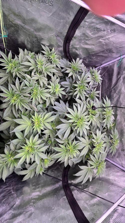 stayhighッ #420 ッ. Week 6 - 12.11