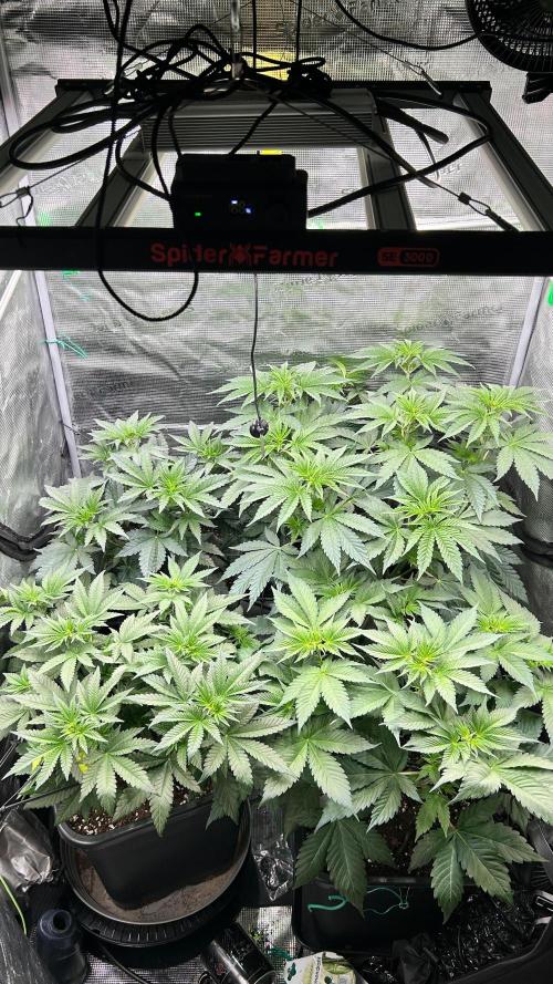 stayhighッ #420 ッ. Week 6 - 12.11