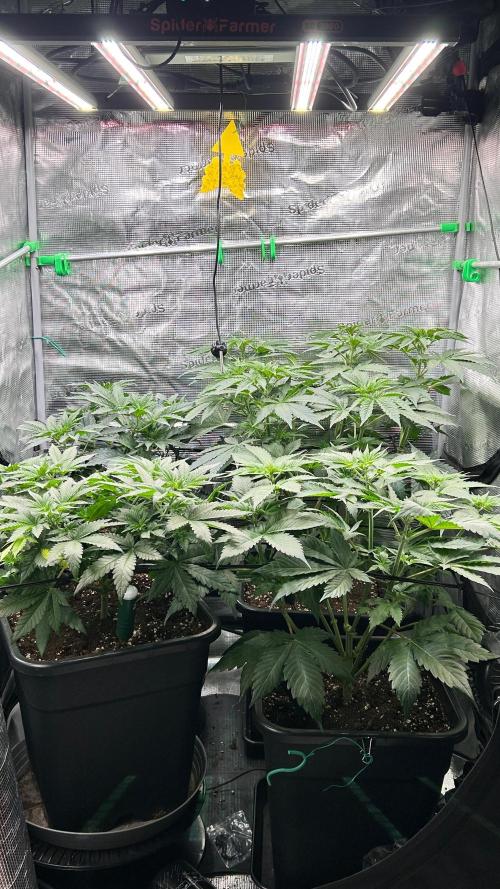 stayhighッ #420 ッ. Week 6 - 12.11