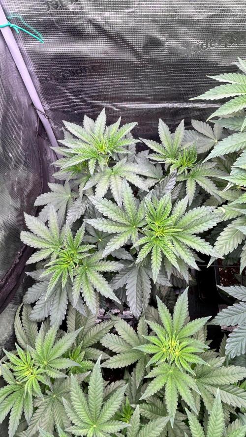 stayhighッ #420 ッ. Week 6 - Karate Kit  12.11