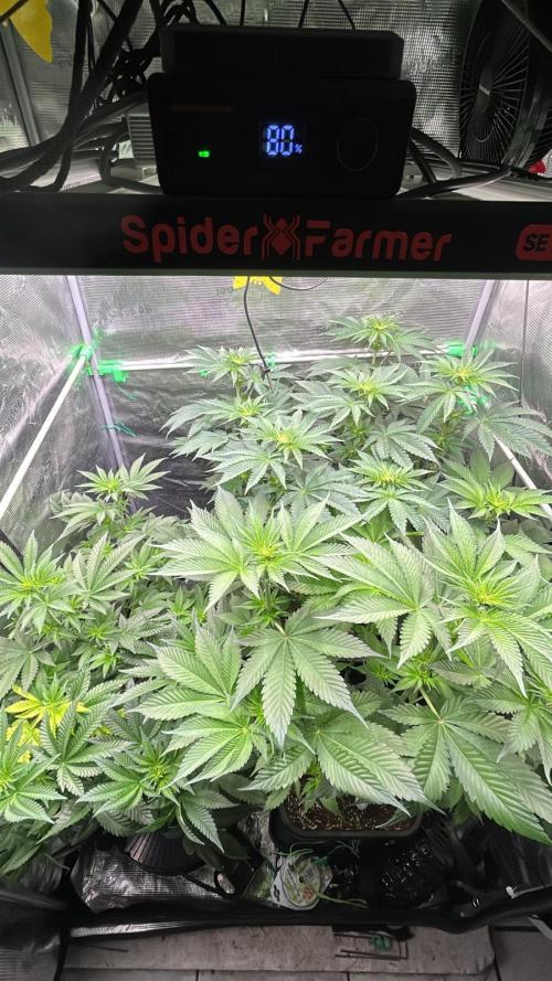 stayhighッ #420 ッ. Week 7 - 22,11