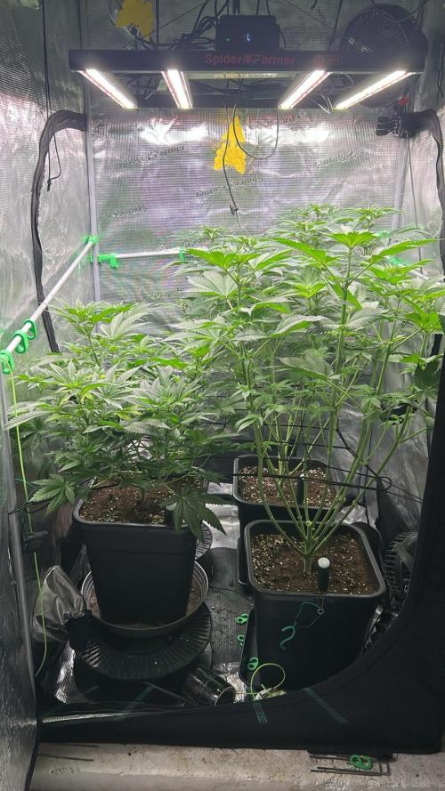 stayhighッ #420 ッ. Week 7 - 21,11