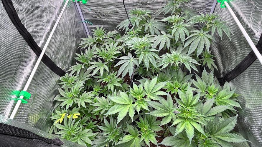 stayhighッ #420 ッ. Week 7 - 19,11