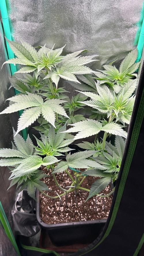 stayhighッ #420 ッ. Week 7 - 23,11