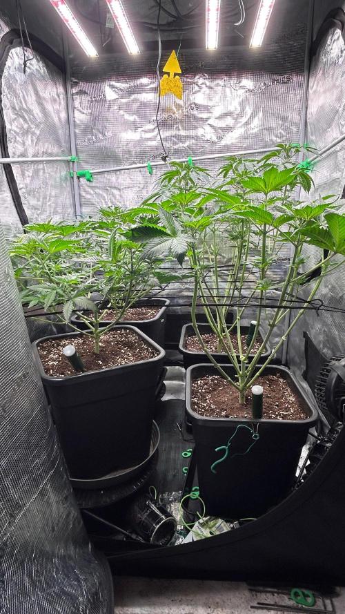 stayhighッ #420 ッ. Week 7 - 23,11