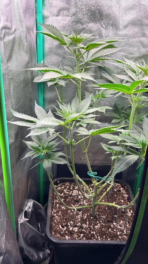 stayhighッ #420 ッ. Week 7 - 23,11