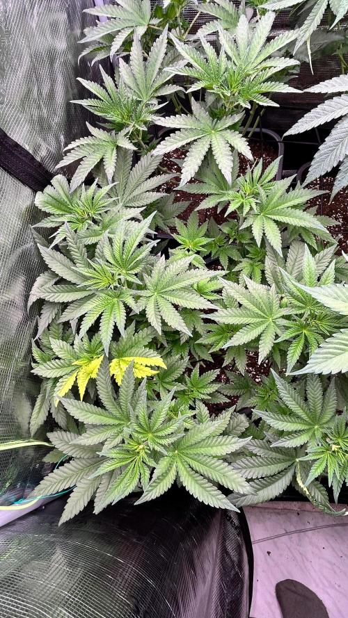 stayhighッ #420 ッ. Week 7 - 23,11