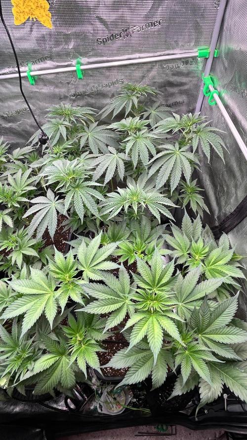 stayhighッ #420 ッ. Week 7 - 23,11