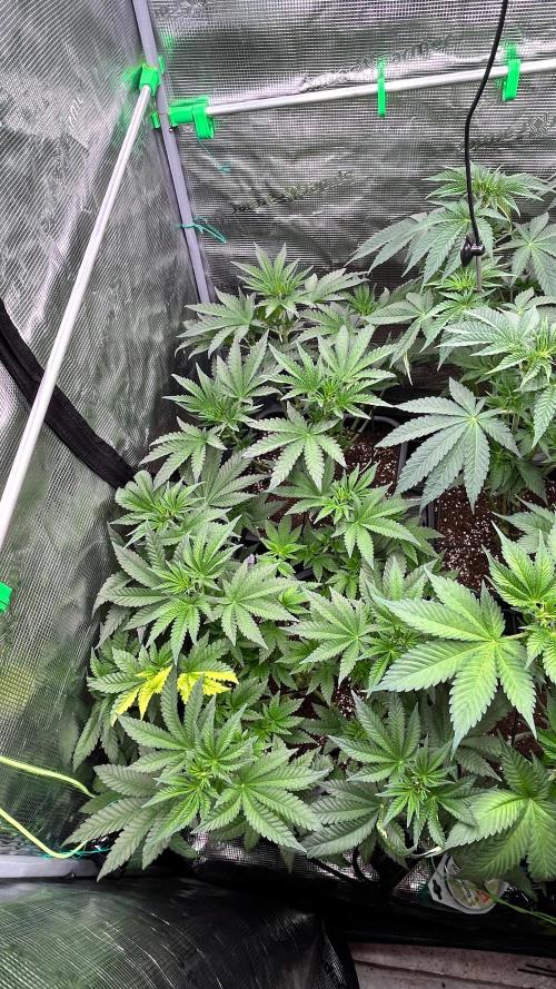 stayhighッ #420 ッ. Week 7 - 23,11