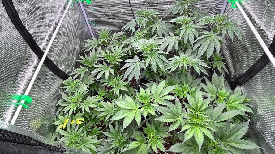 stayhighッ #420 ッ. Week 7 - 23,11