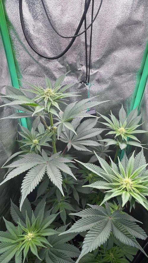 stayhighッ #420 ッ. Week 8 - 26.11