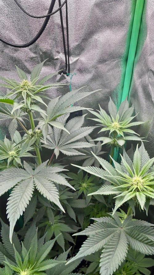 stayhighッ #420 ッ. Week 8 - 26.11