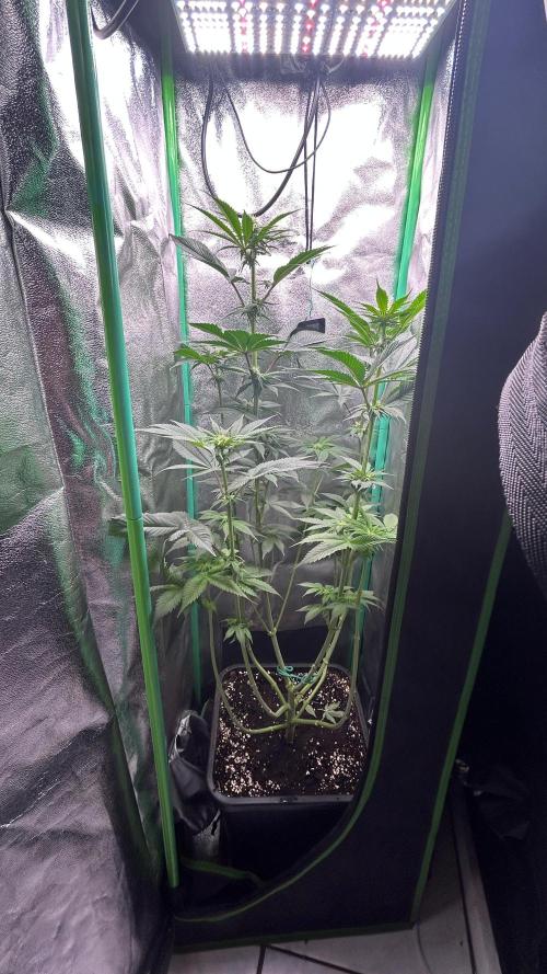 stayhighッ #420 ッ. Week 8 - 26.11