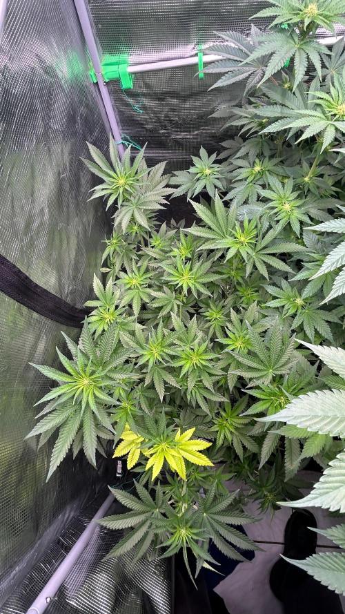 stayhighッ #420 ッ. Week 8 - 26.11