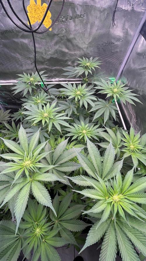 stayhighッ #420 ッ. Week 8 - 26.11