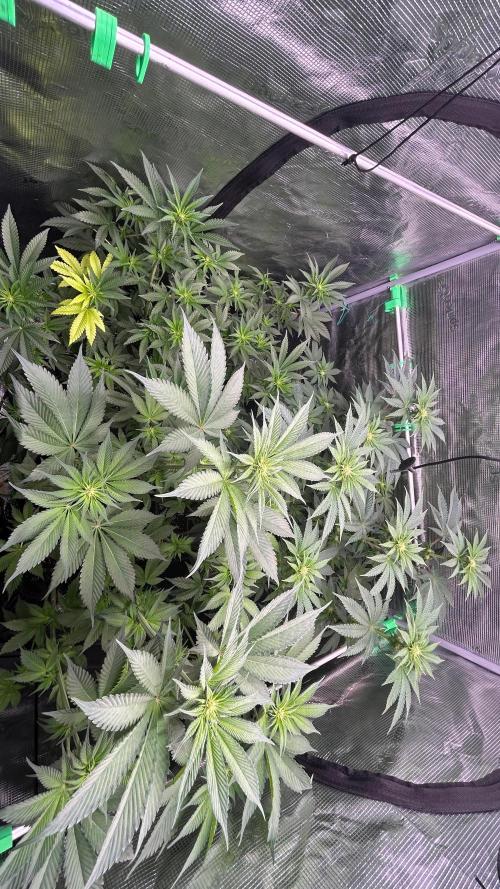 stayhighッ #420 ッ. Week 8 - 26.11