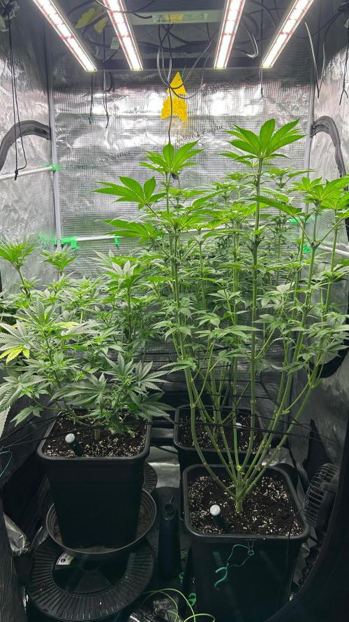 stayhighッ #420 ッ. Week 8 - 26.11