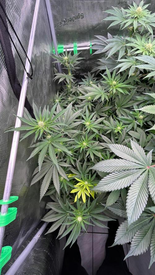 stayhighッ #420 ッ. Week 9 - 02.12.,