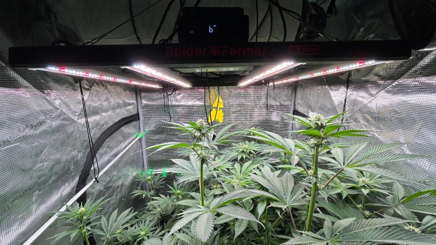 stayhighッ #420 ッ. Week 9 - 02.12.,