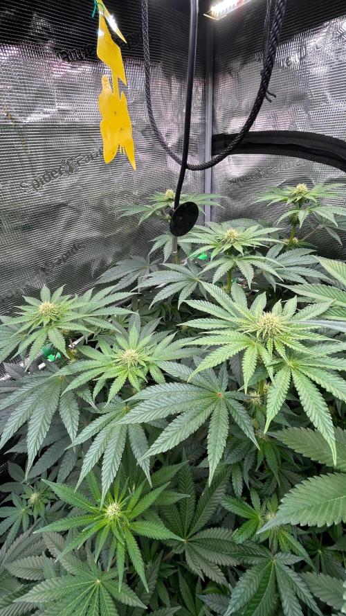 stayhighッ #420 ッ. Week 9 - 02.12.,