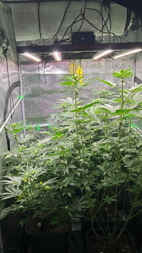 stayhighッ #420 ッ. Week 9 - 02.12.,