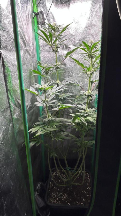 stayhighッ #420 ッ. Week 9 - 02.12.,