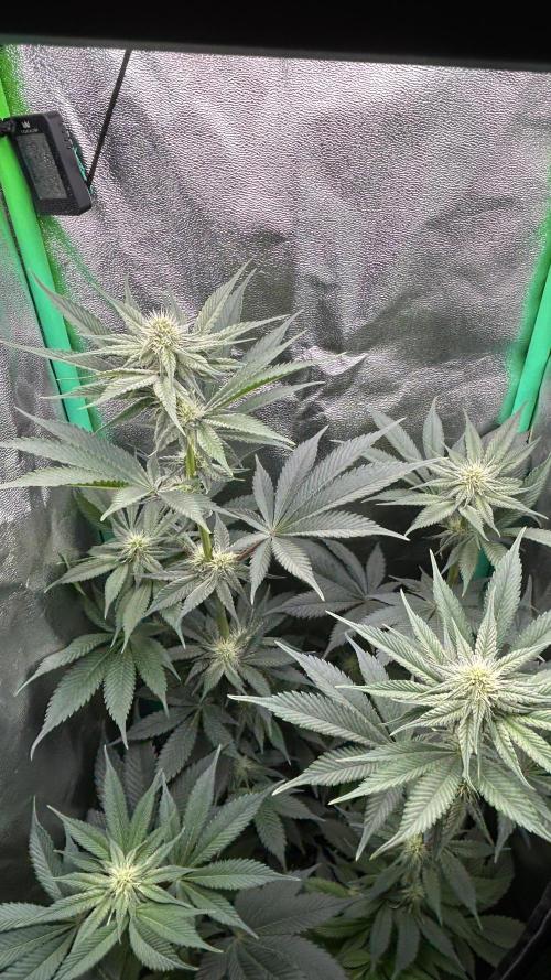 stayhighッ #420 ッ. Week 9 - 02.12.,