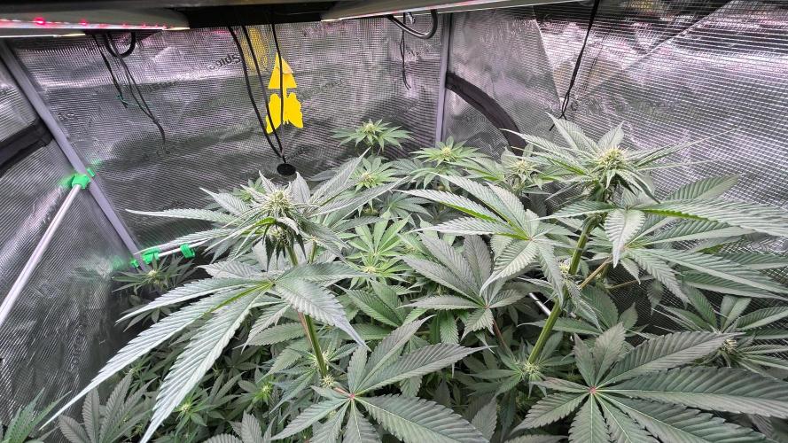 stayhighッ #420 ッ. Week 9 - 02.12.,