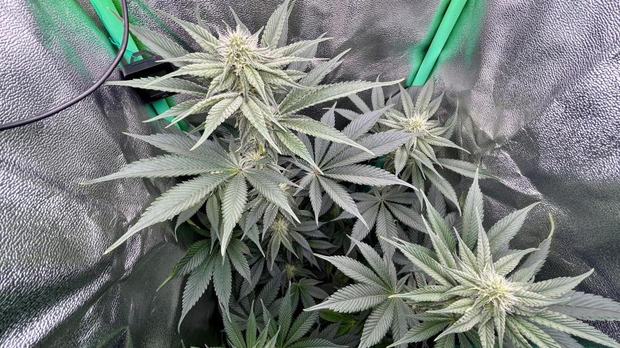 stayhighッ #420 ッ. Week 9 - 4.12